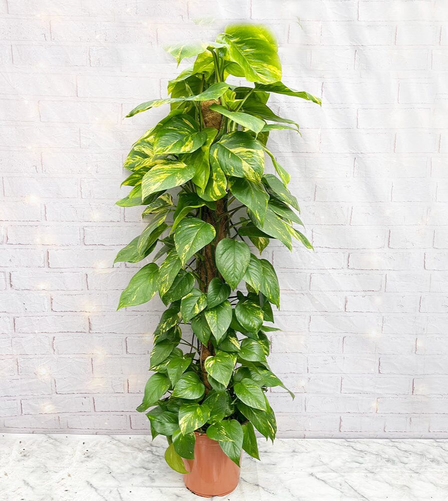 Pothos sindapsus