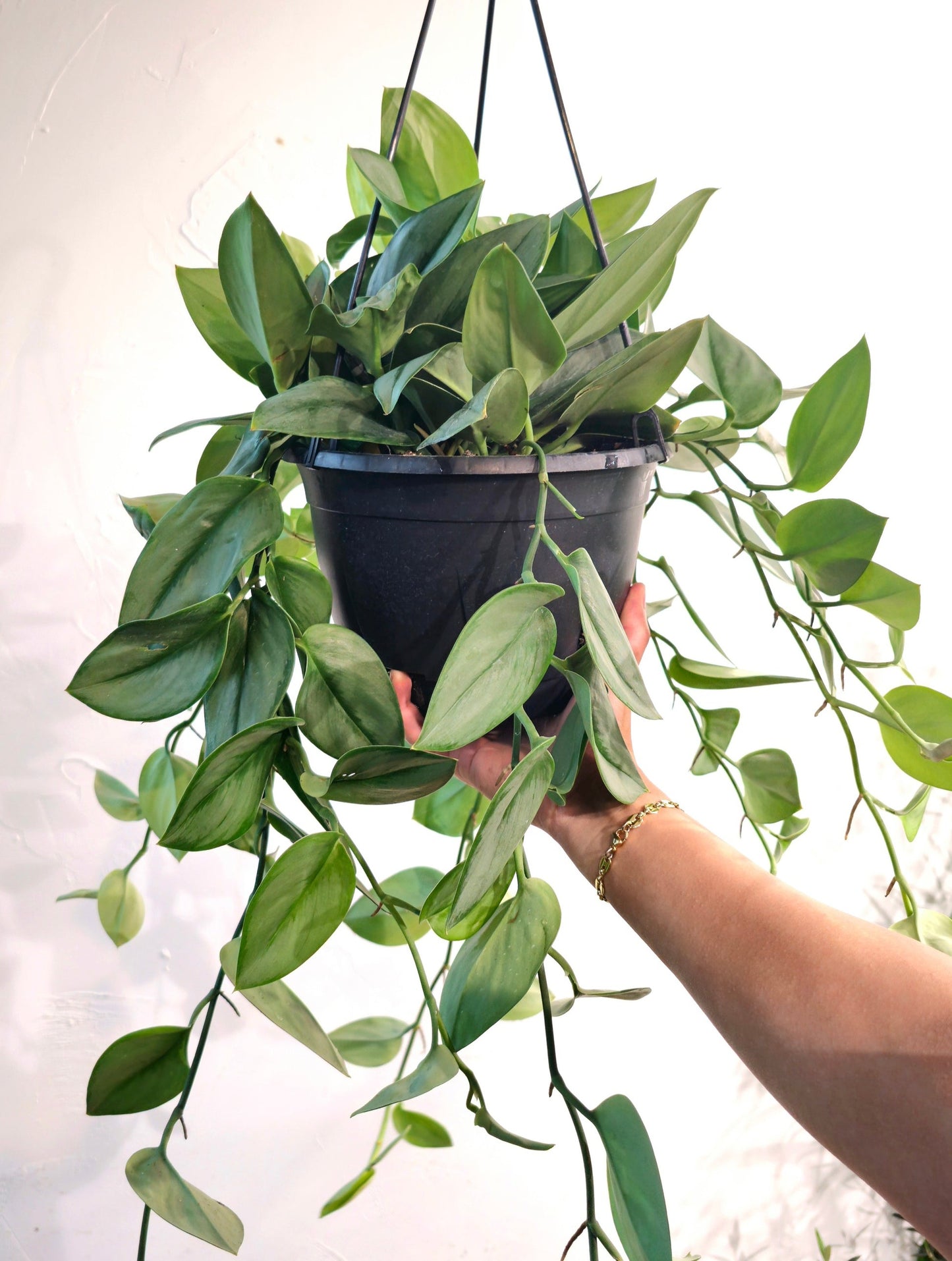 Pothos sindapsus