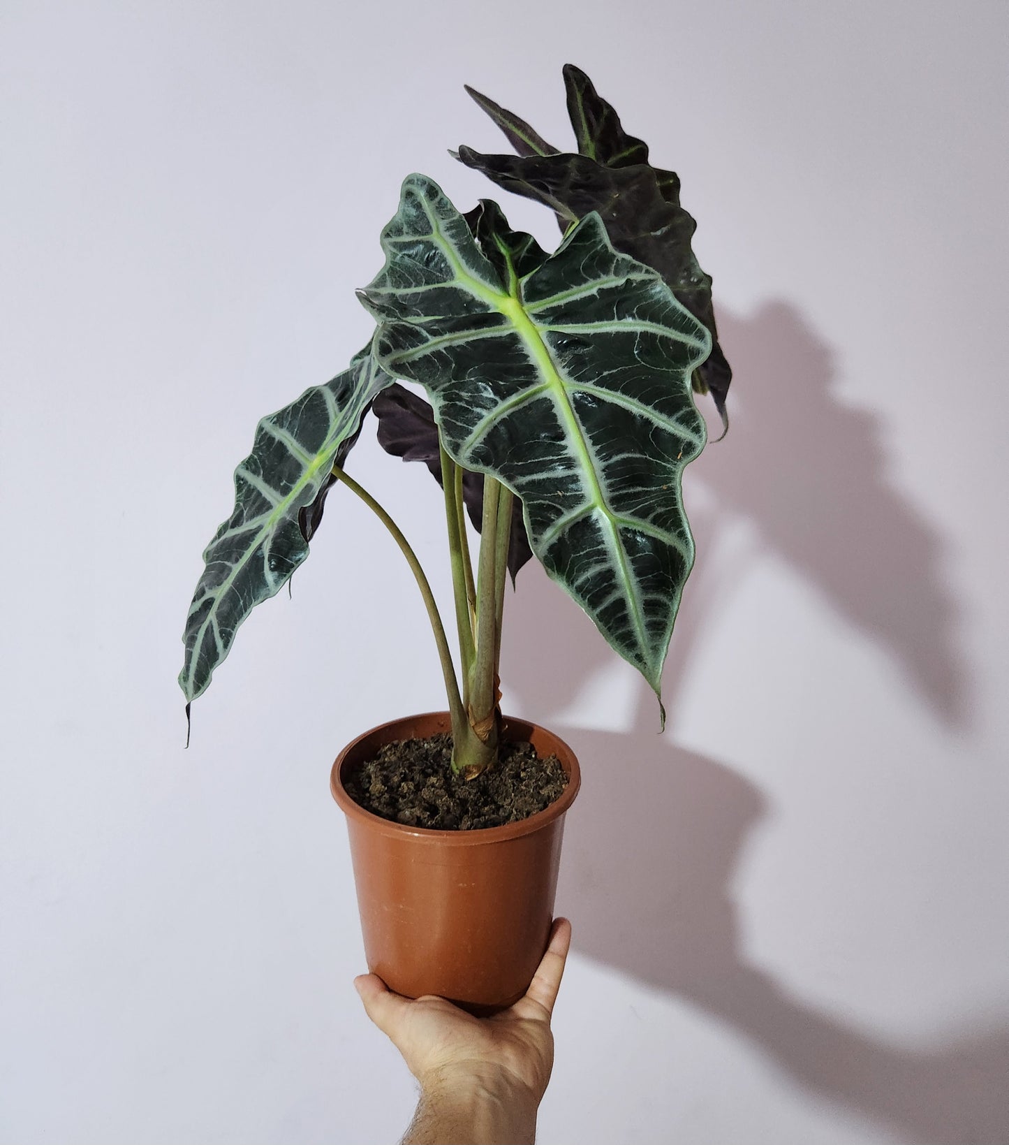 Alocasia amazonica