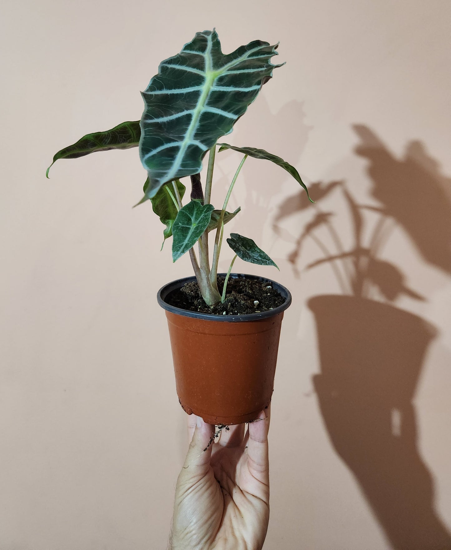 Alocasia amazonica