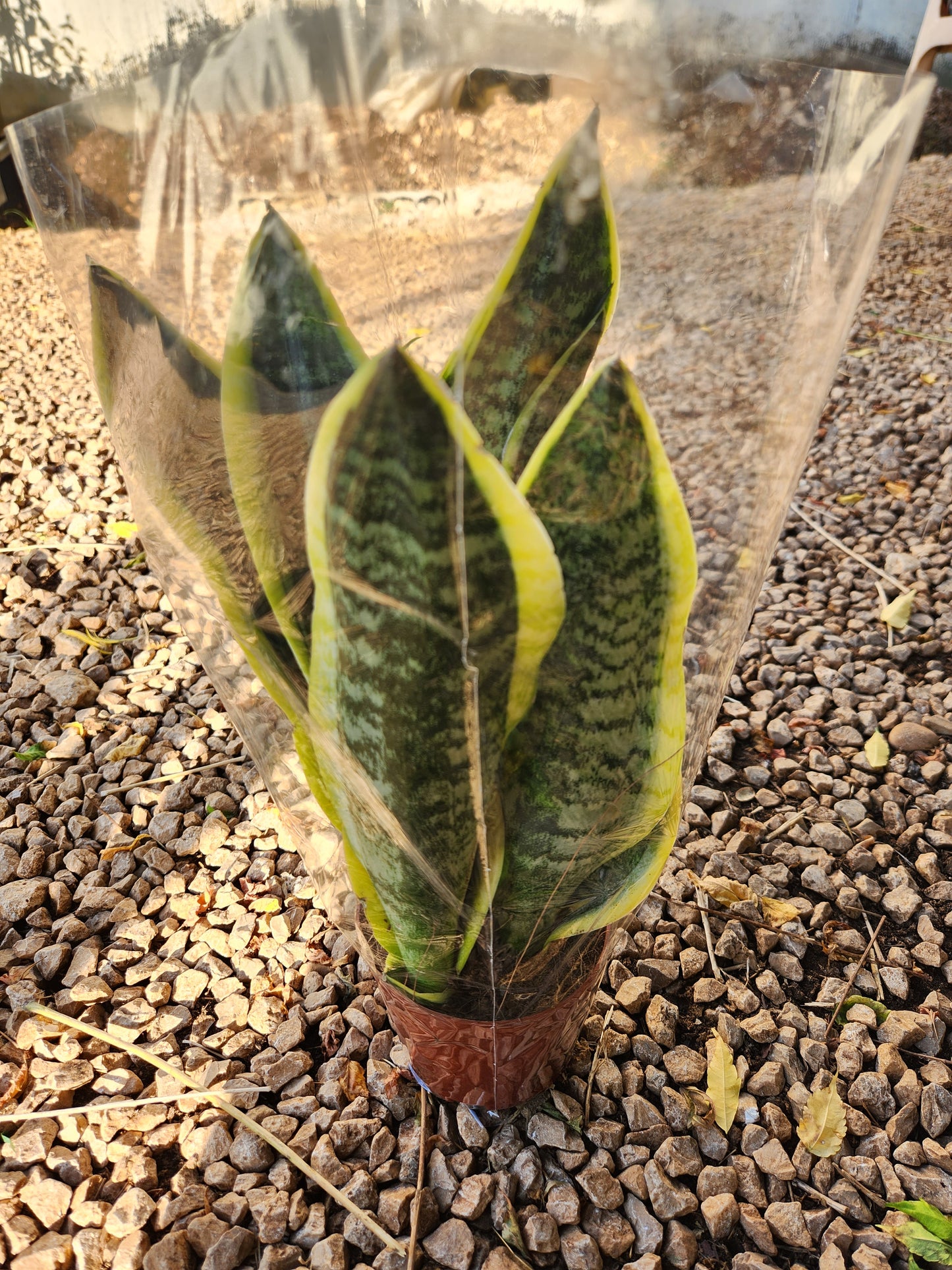 Sansevieria