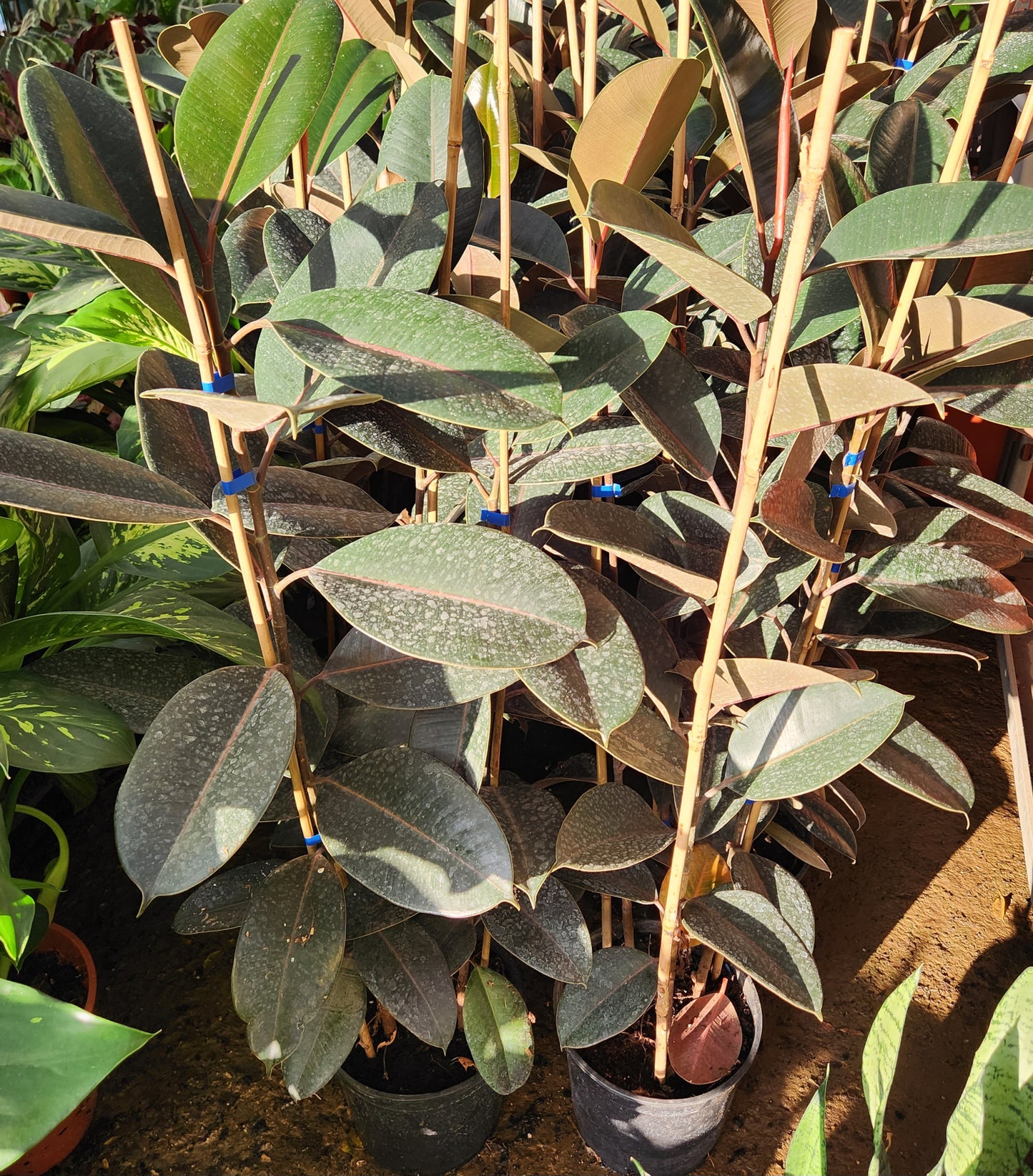 Ficus elastica