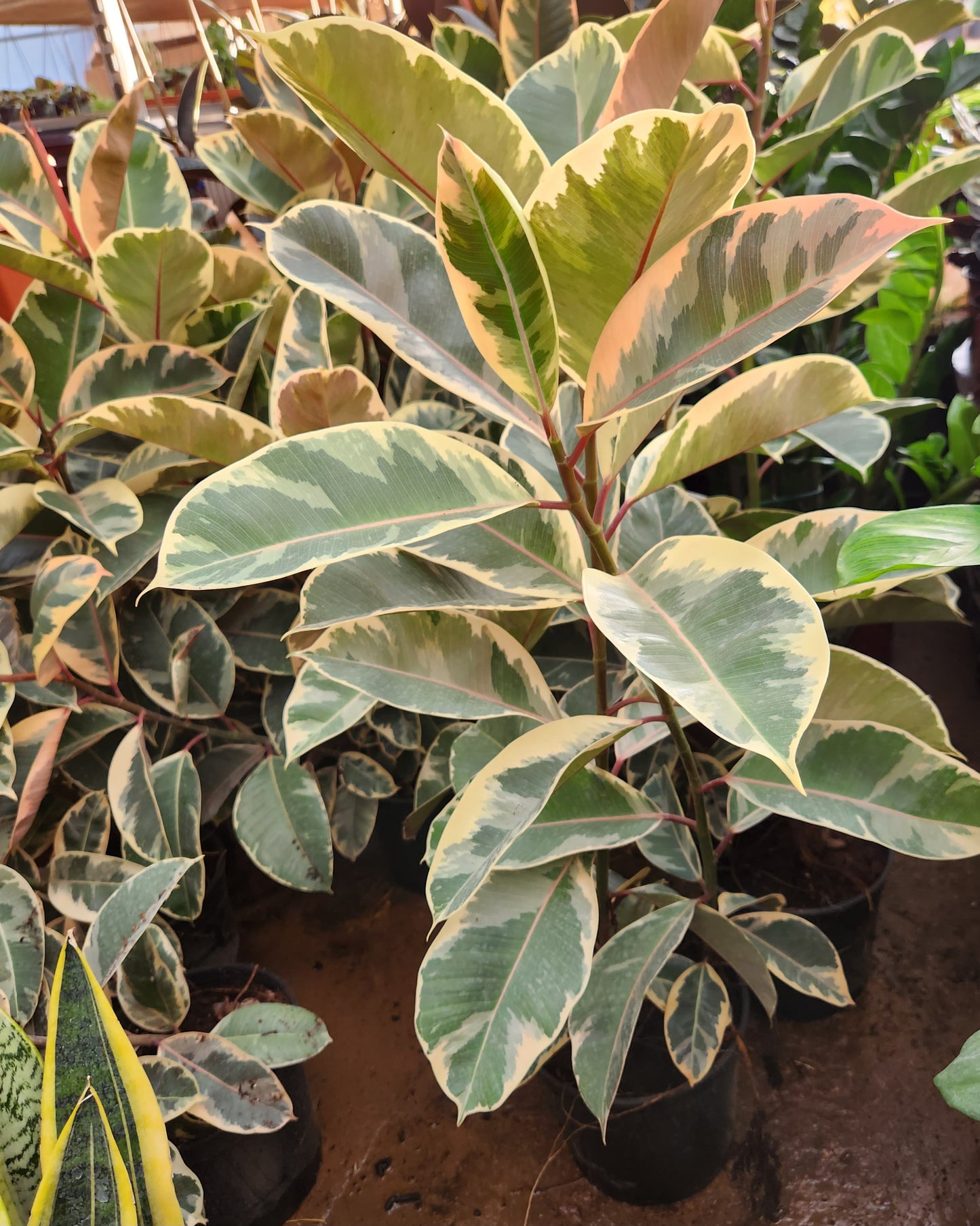 Ficus elastica