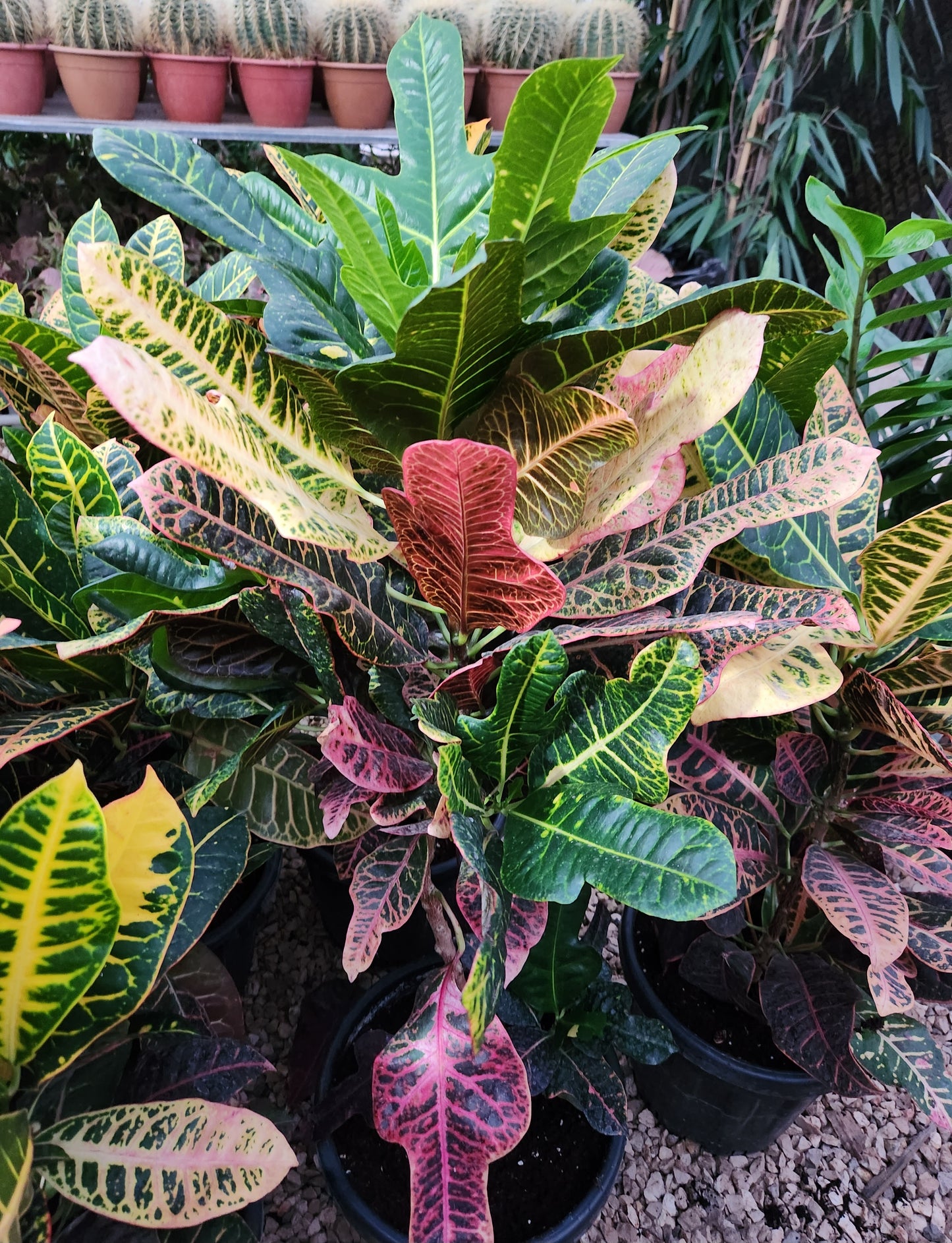 Croton