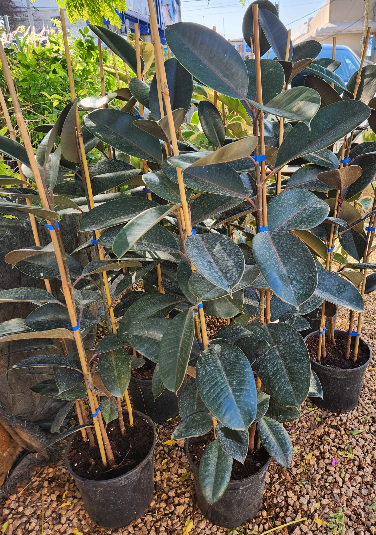 Ficus elastica