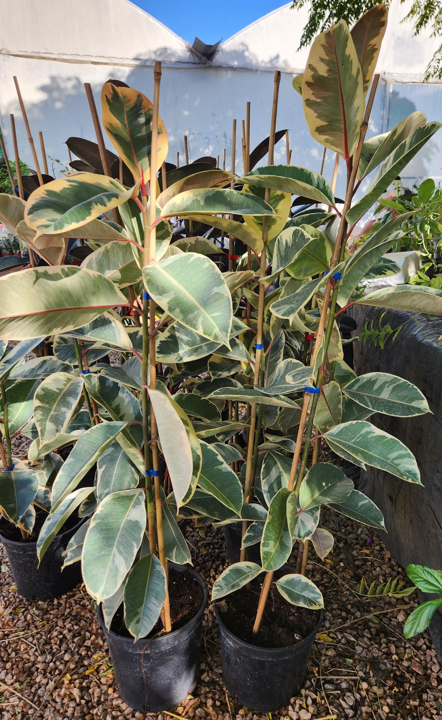 Ficus elastica