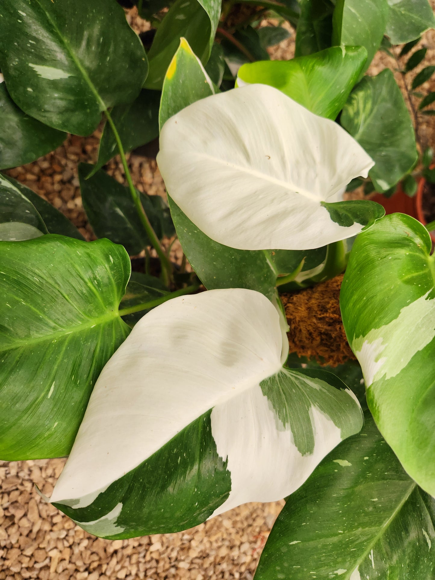 Philodendron white princess