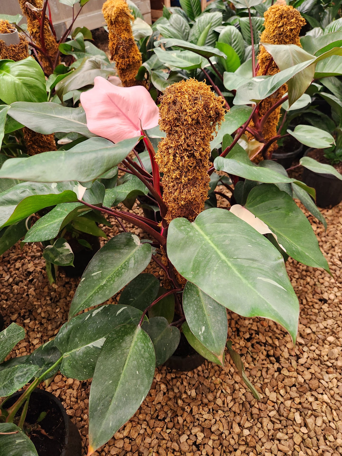 Philodendron pink princess