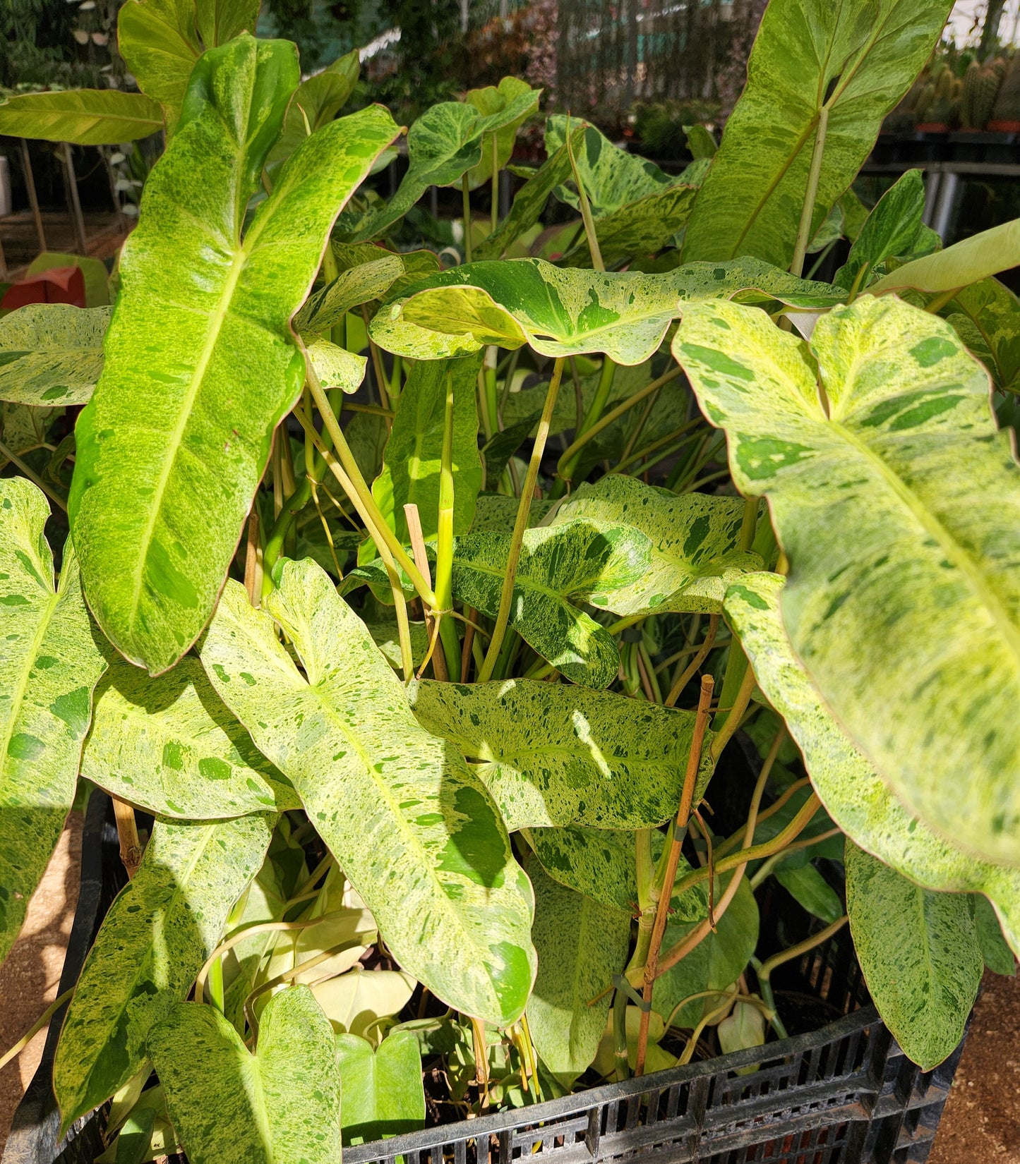 Philodendron burle marx