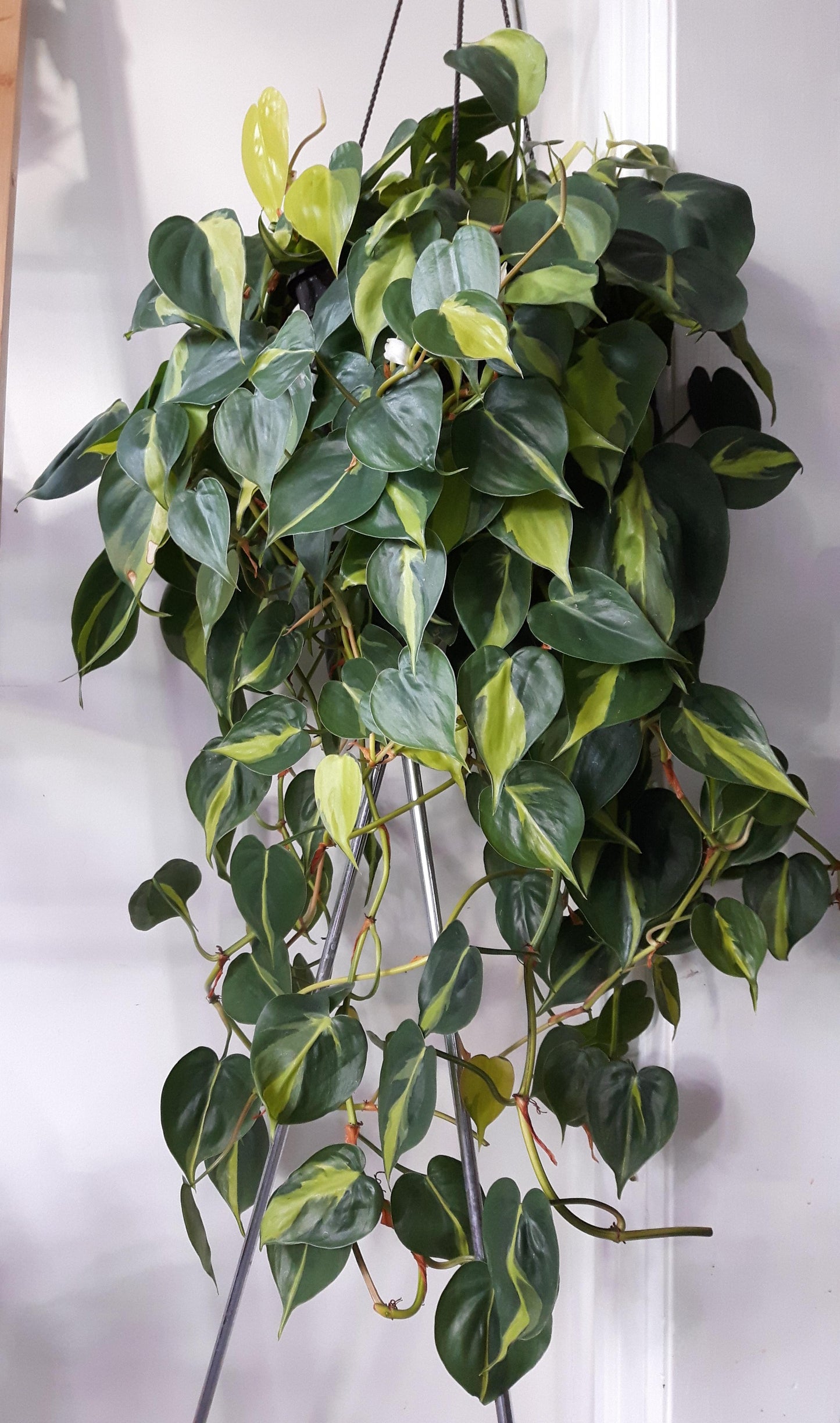 Philodendron hederaceum scandes