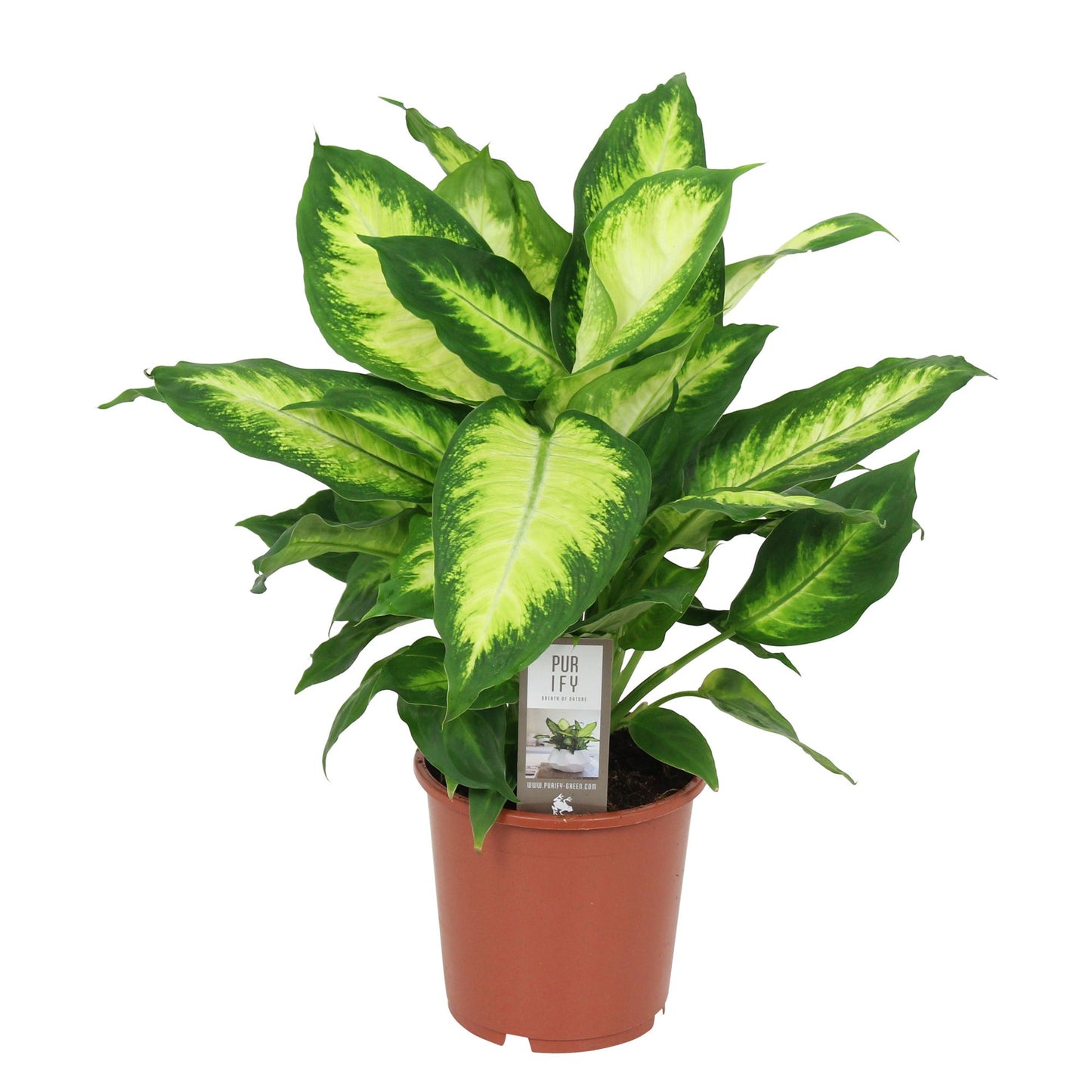 Dieffenbachia