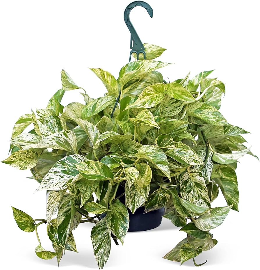 Pothos sindapsus