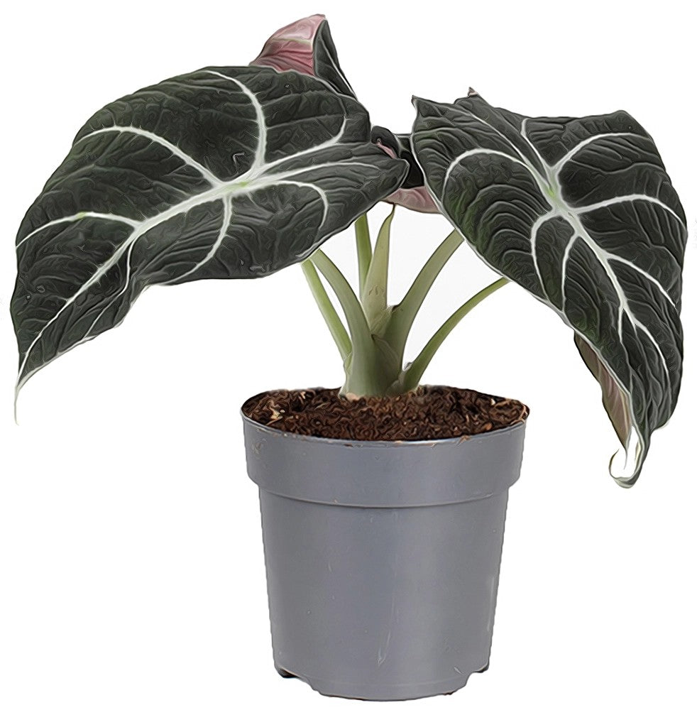 Alocasia black velvet