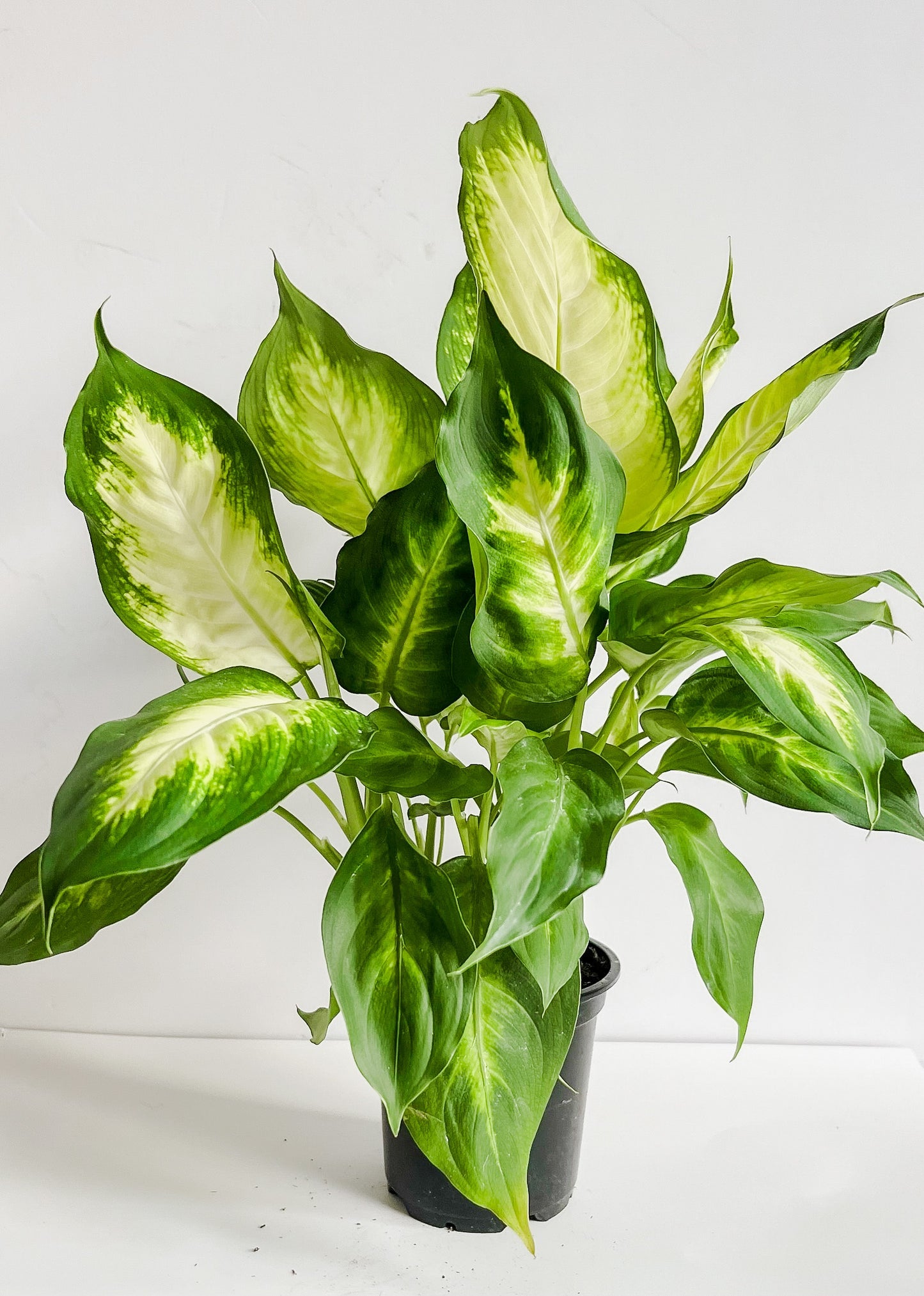 Dieffenbachia