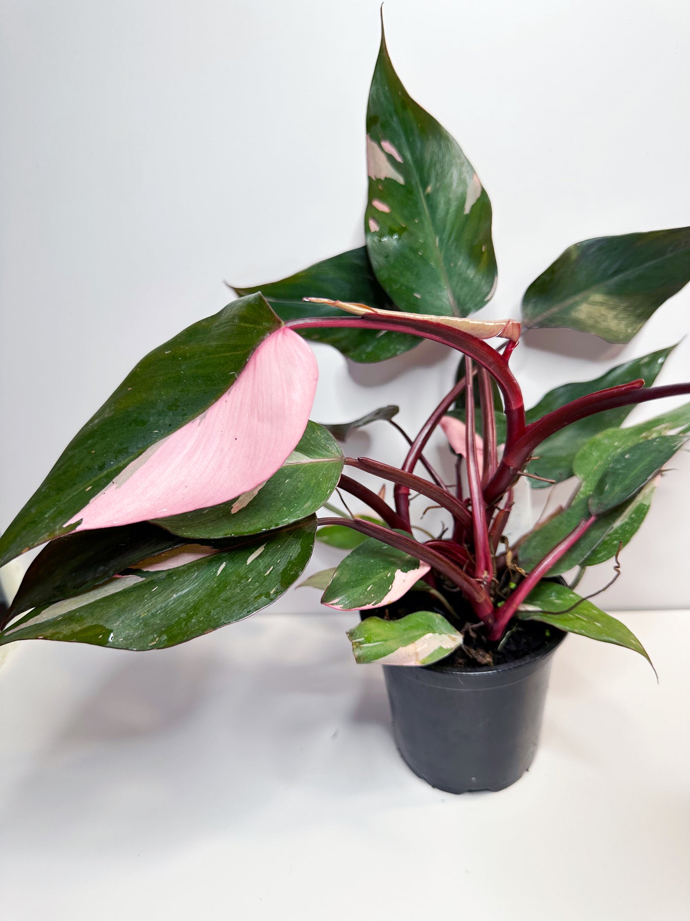 Philodendron pink princess