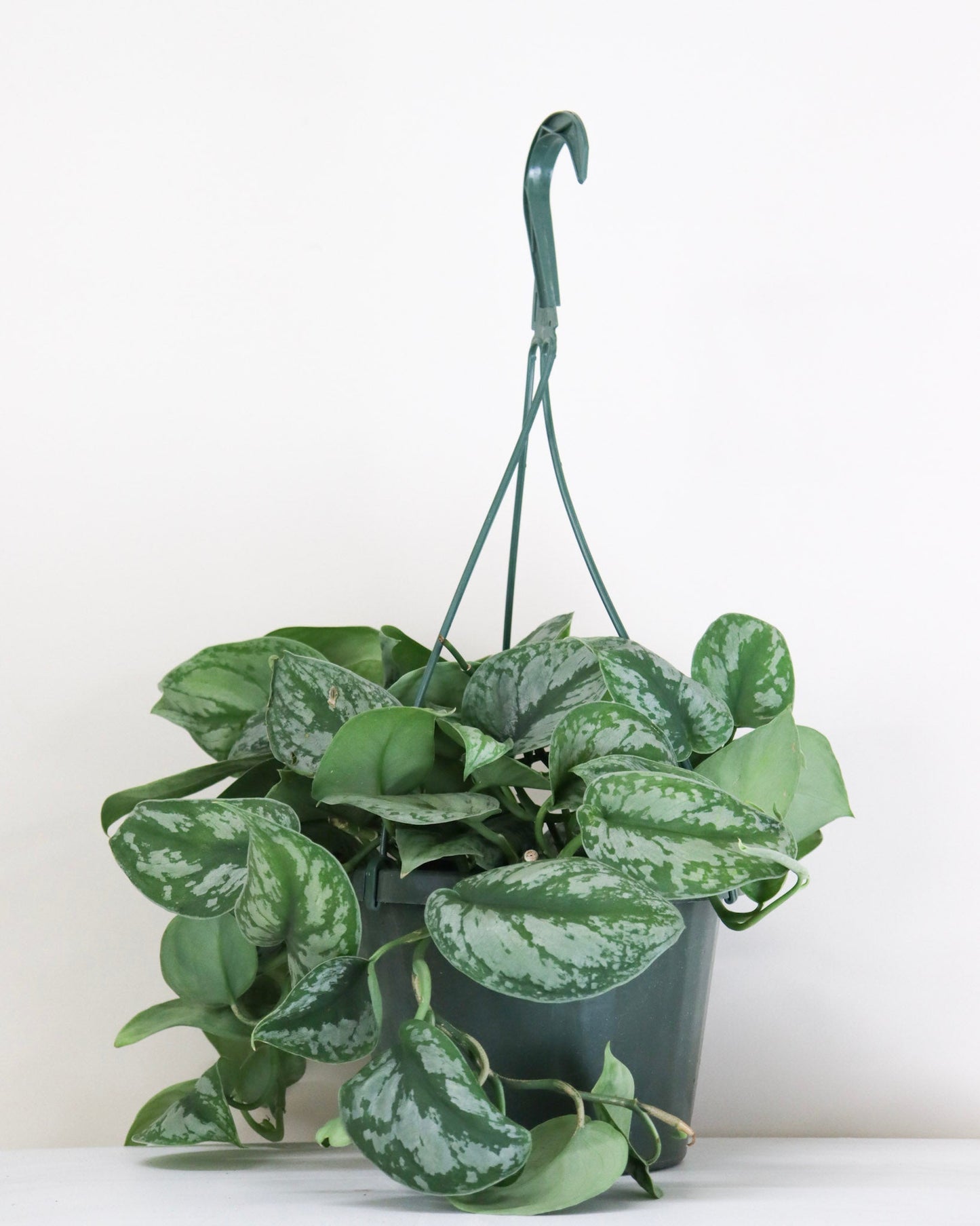 Pothos sindapsus