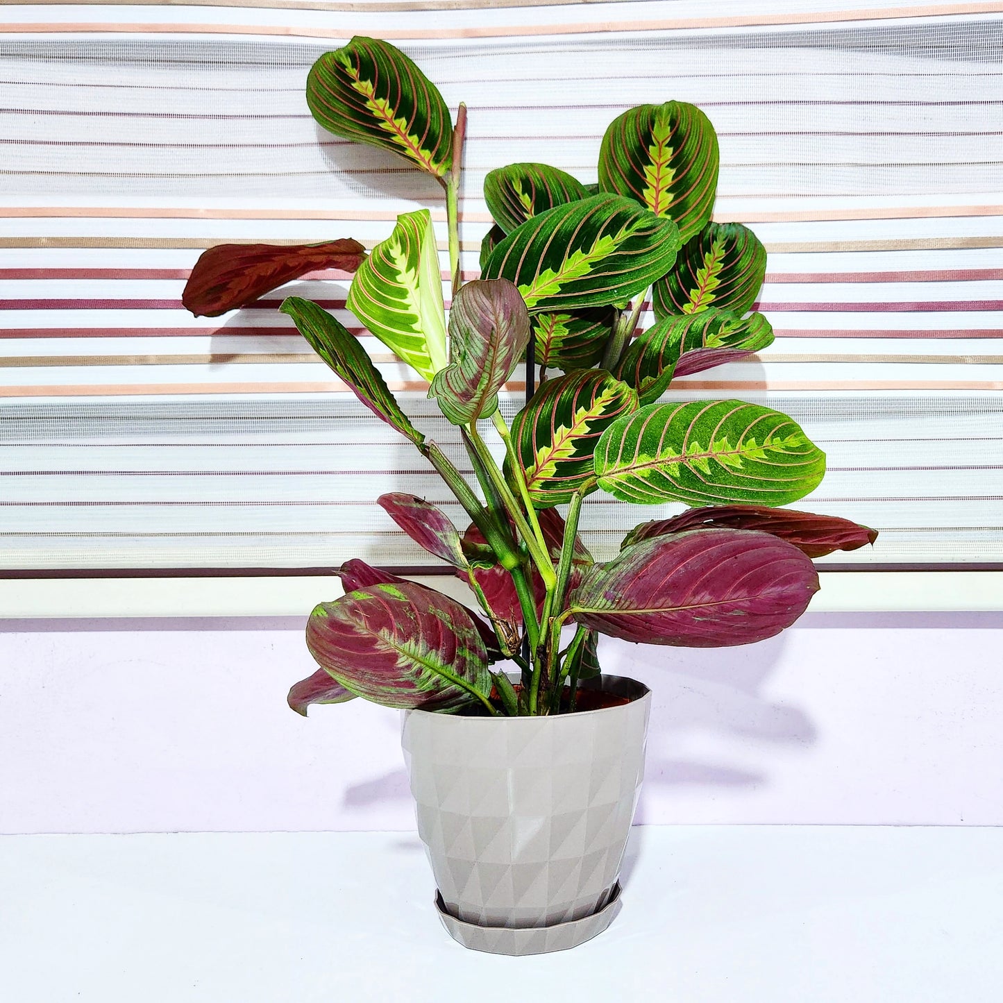 Maranta