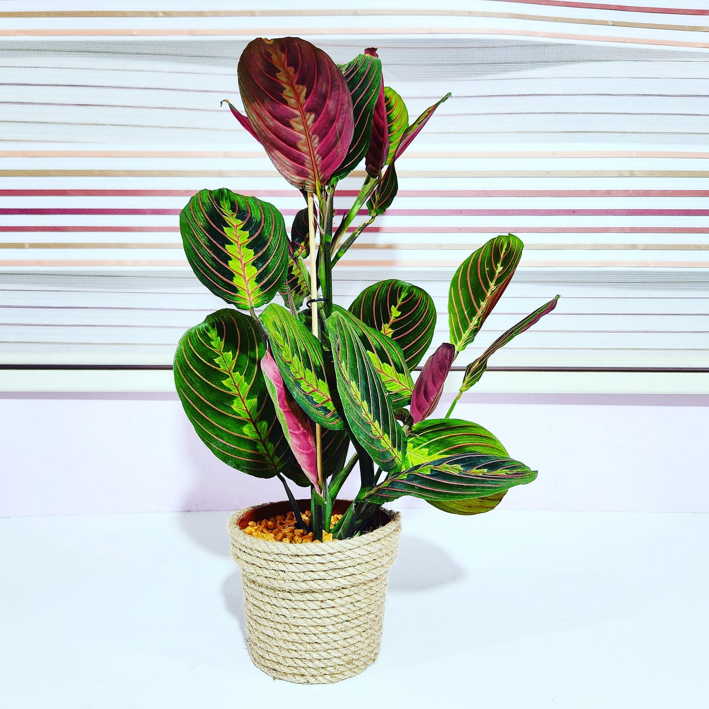 Maranta