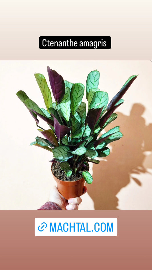 Calathea Ctenanthe amagris