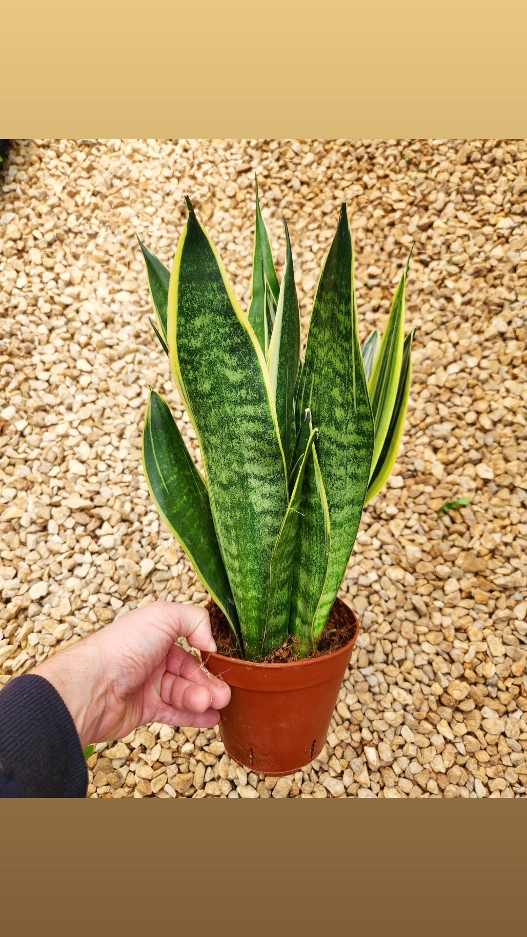 Sansevieria