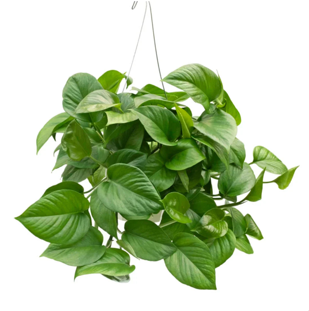 Pothos sindapsus