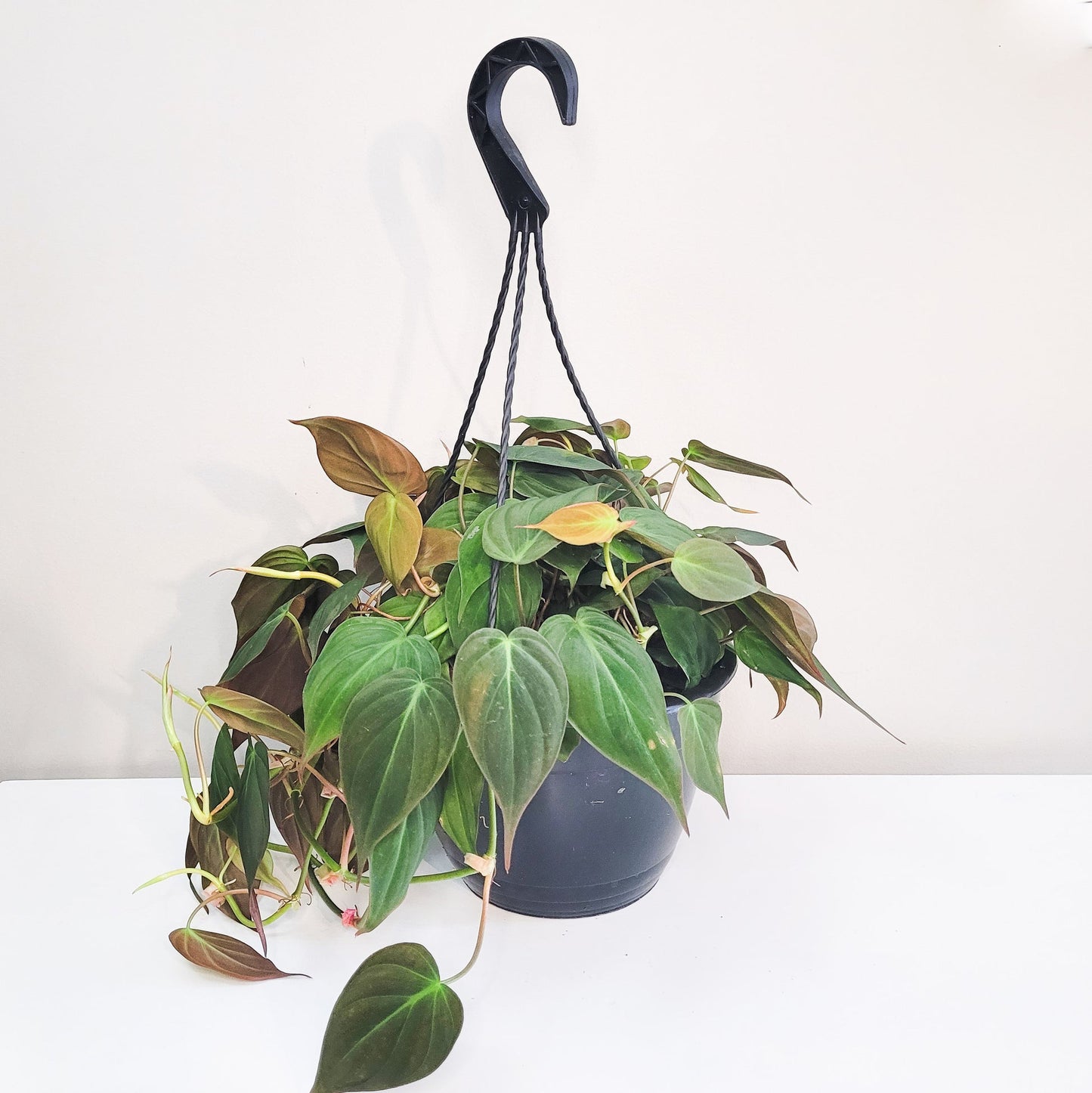 Philodendron hederaceum scandes