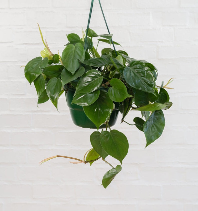 Philodendron hederaceum scandes