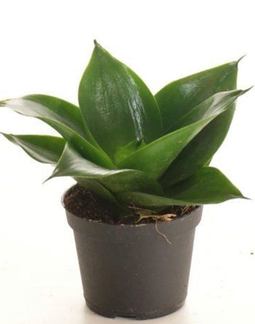 Sansevieria