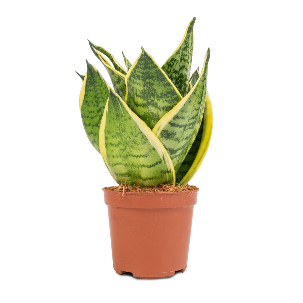 Sansevieria