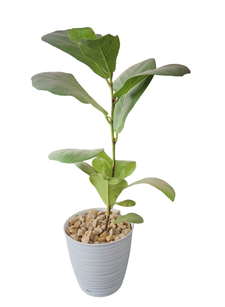 Ficus lyrata