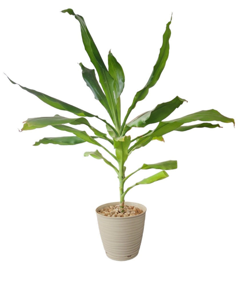 Dracaena lisa