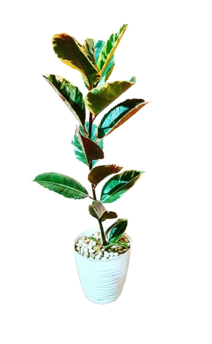 Ficus elastica