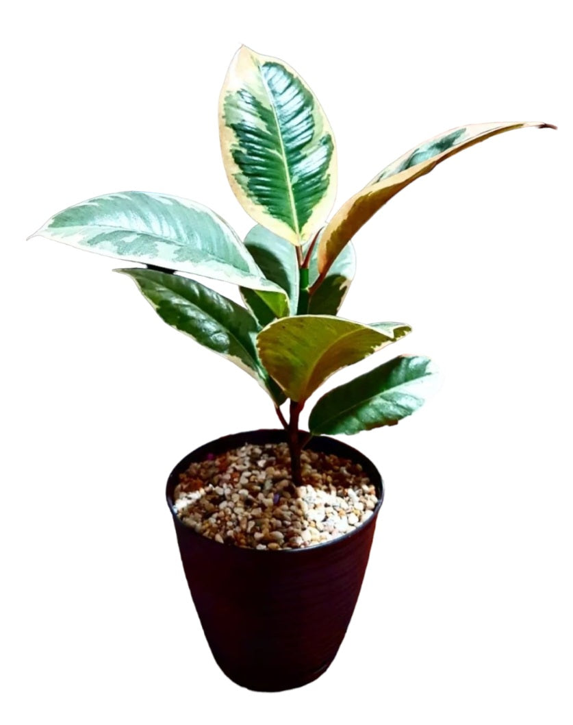 Ficus elastica