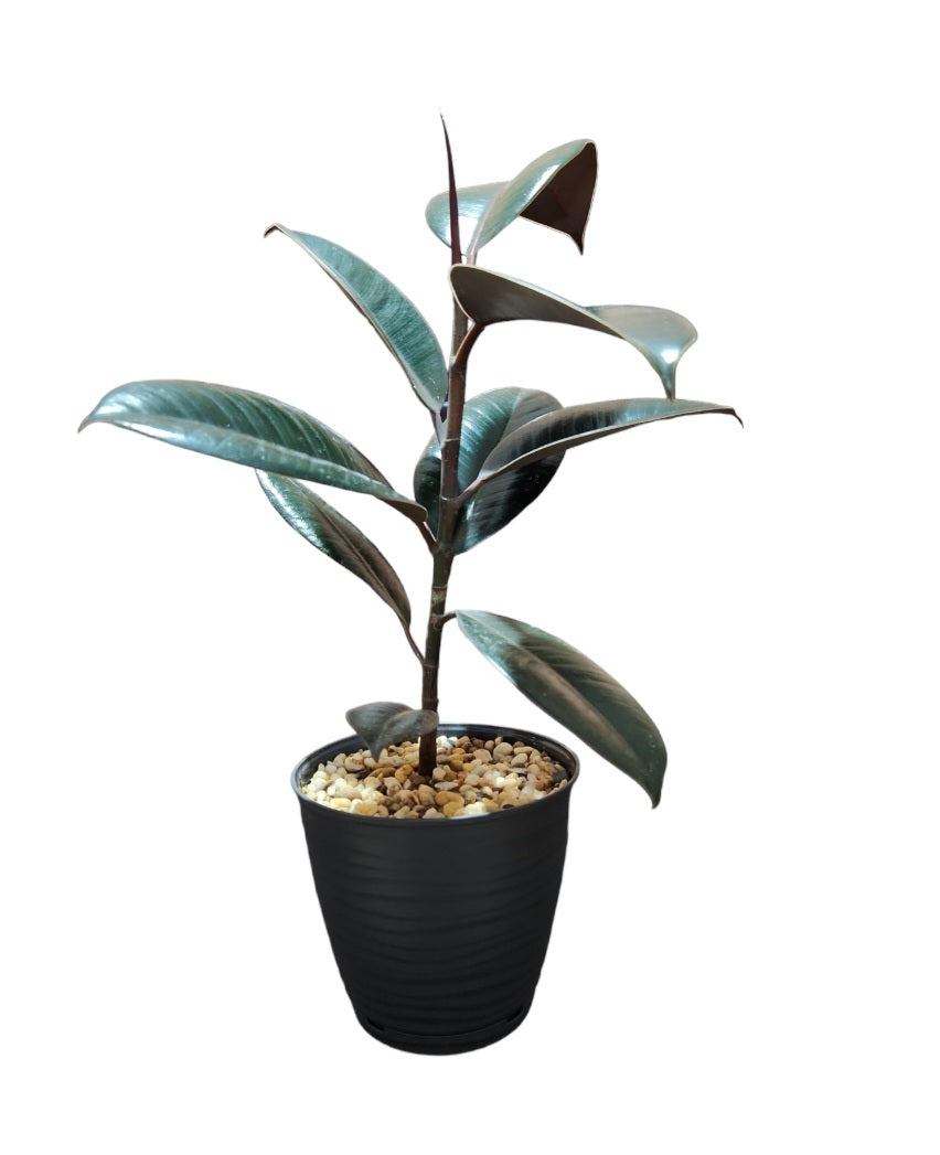 Ficus elastica