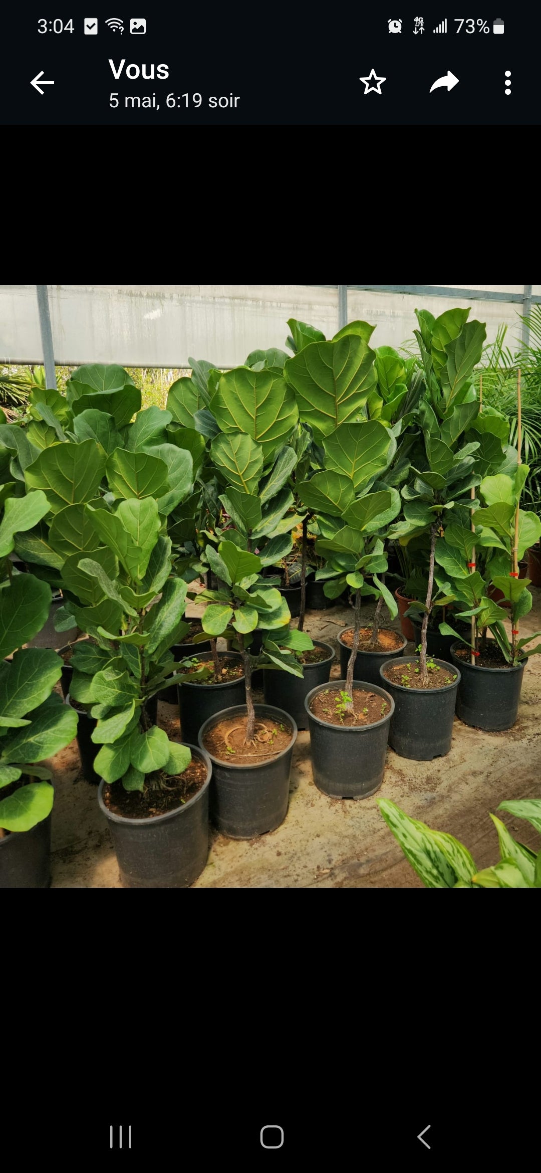 Ficus lyrata