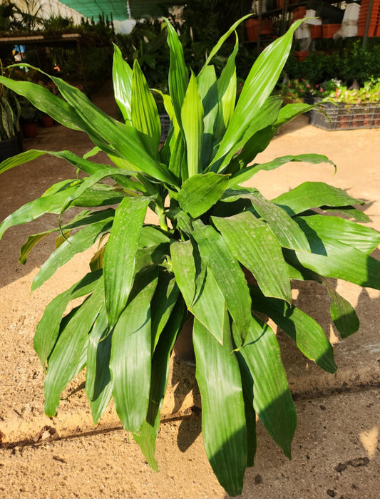 Dracaena lisa