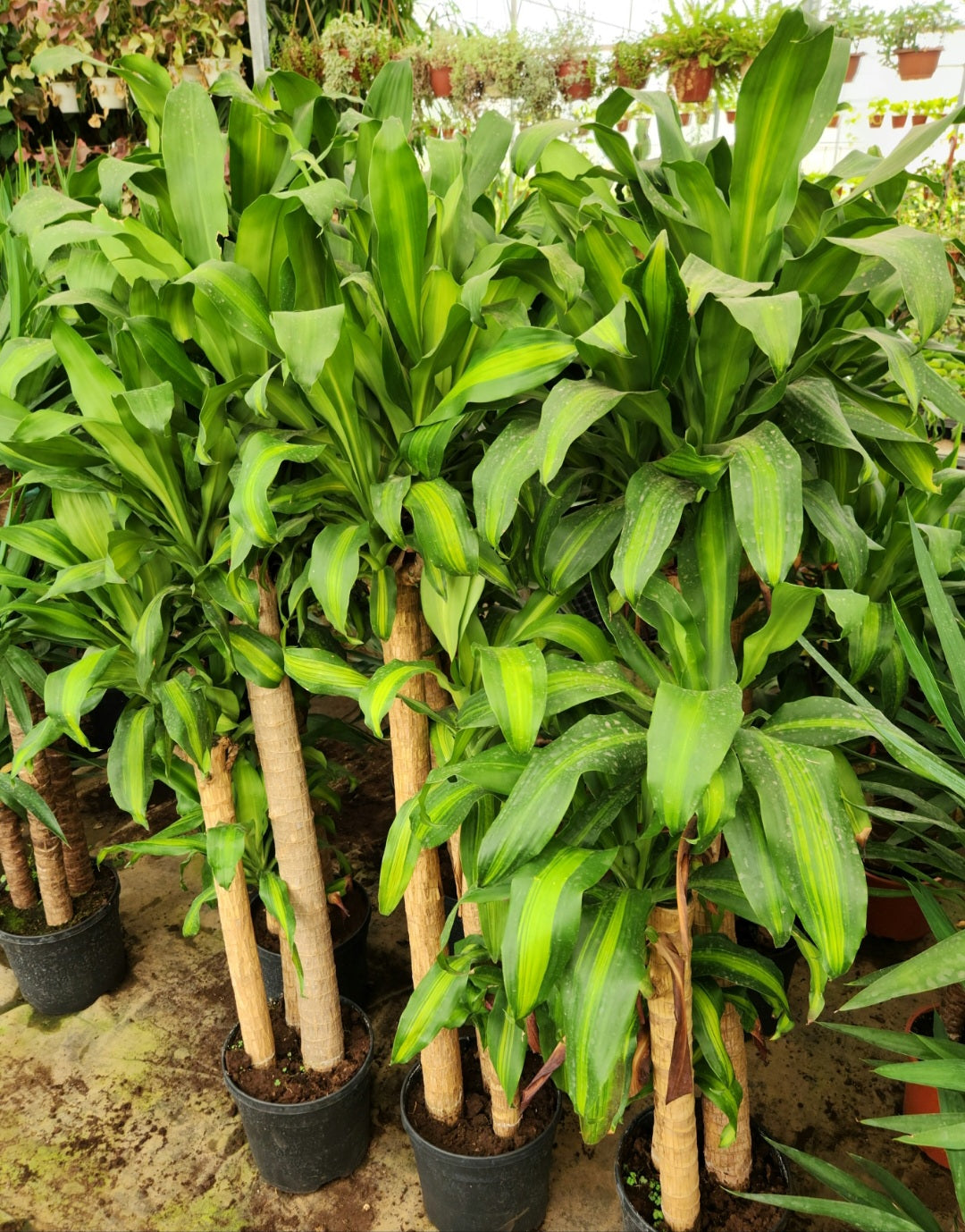 Dracaena massangeana