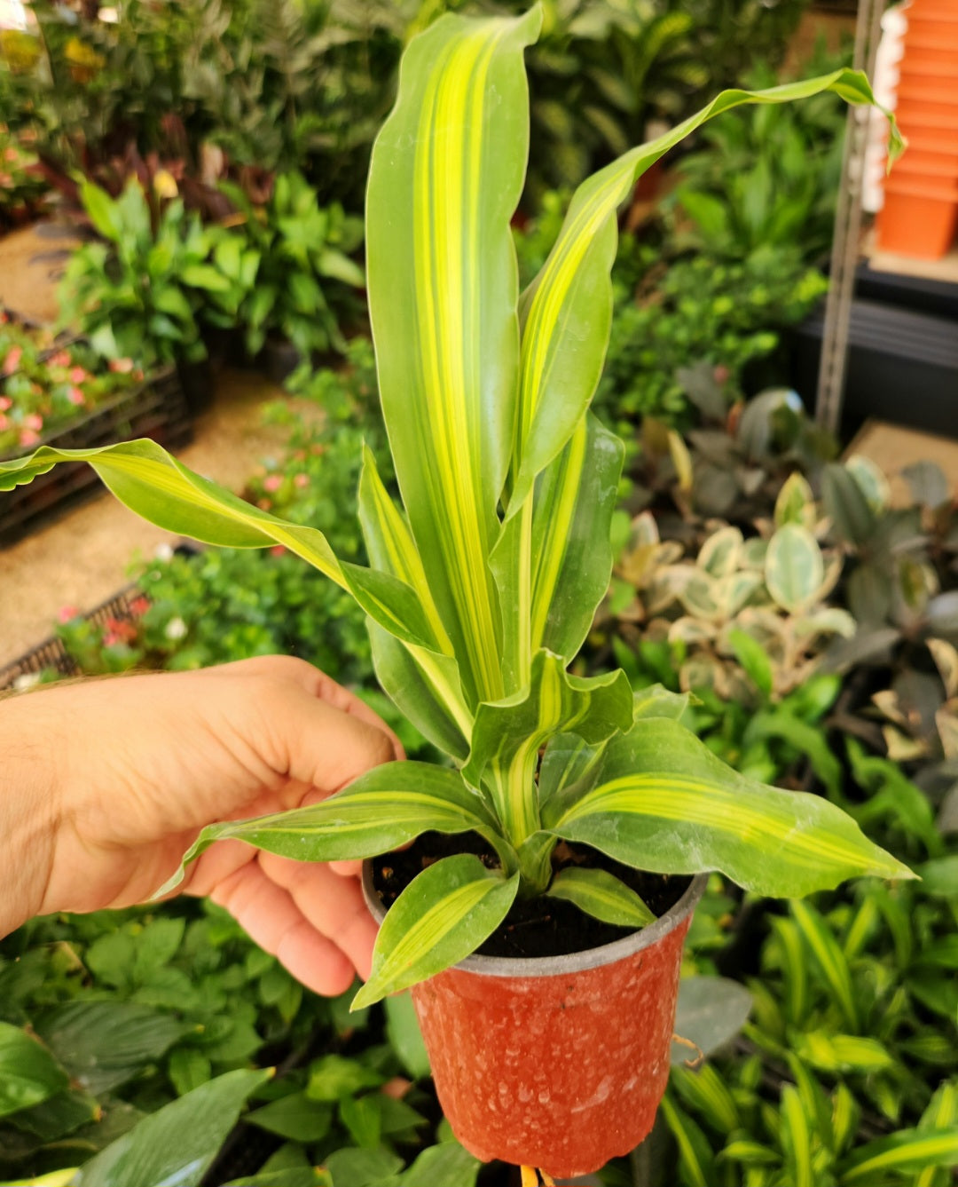 Dracaena massangeana