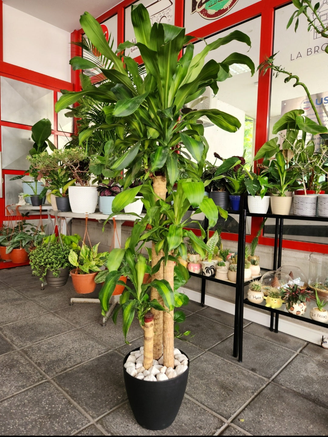 Dracaena massangeana