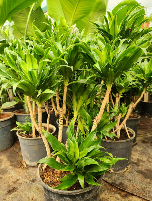 Dracaena compacta