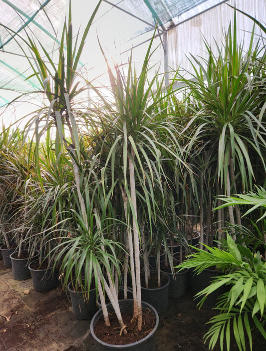 Dracaena marginata