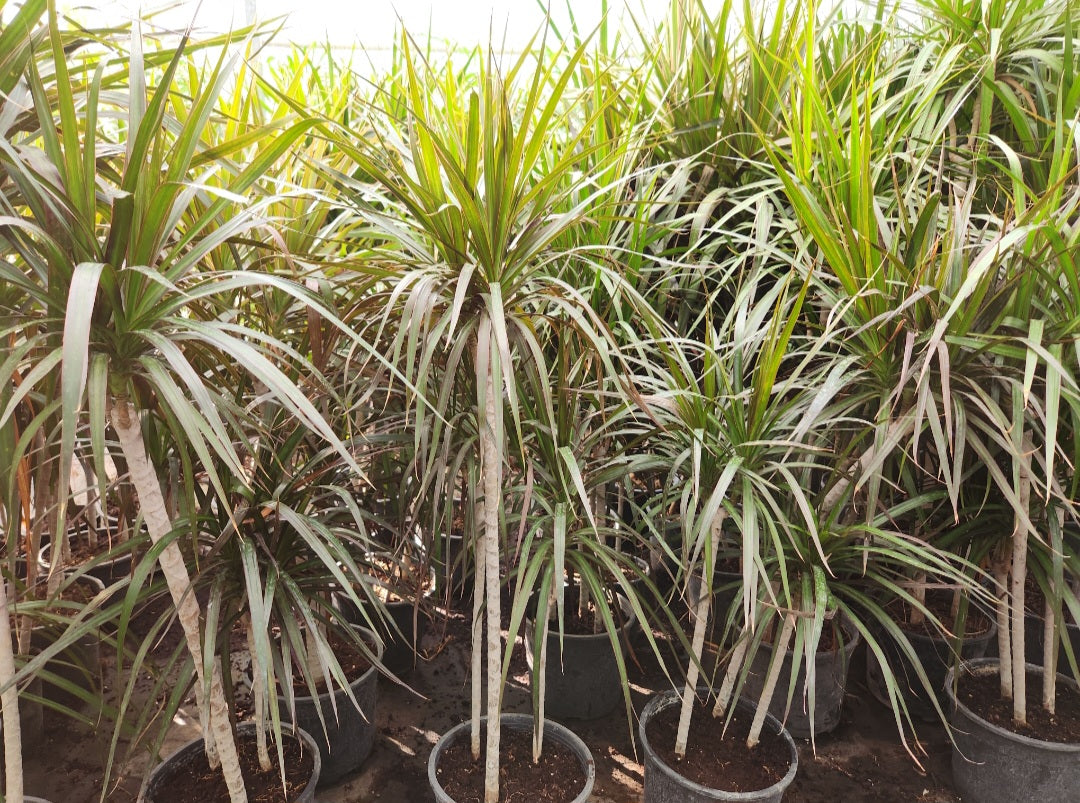 Dracaena marginata