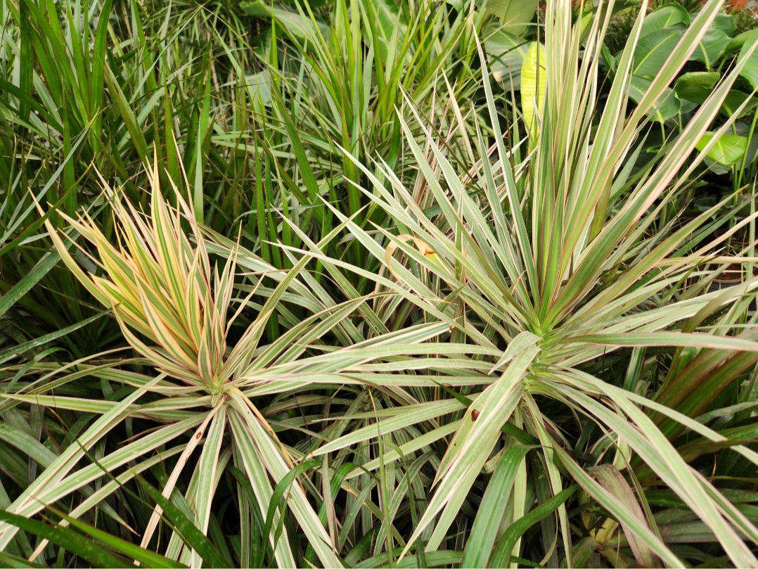 Dracaena marginata