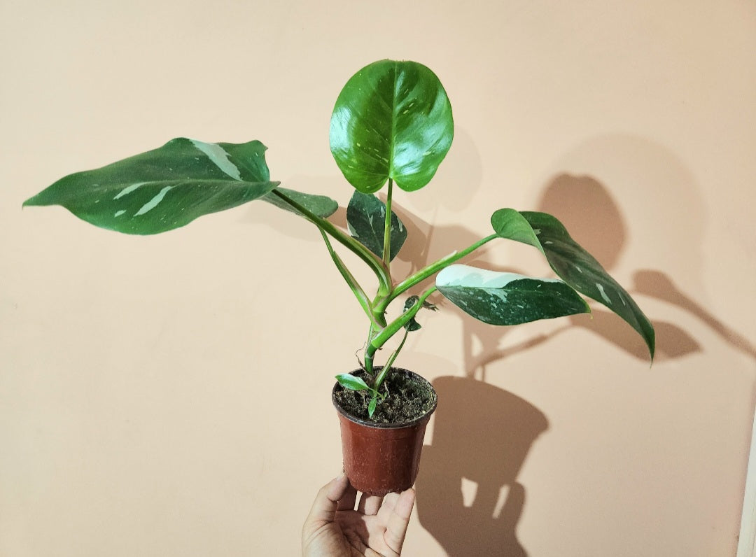 Philodendron white princess