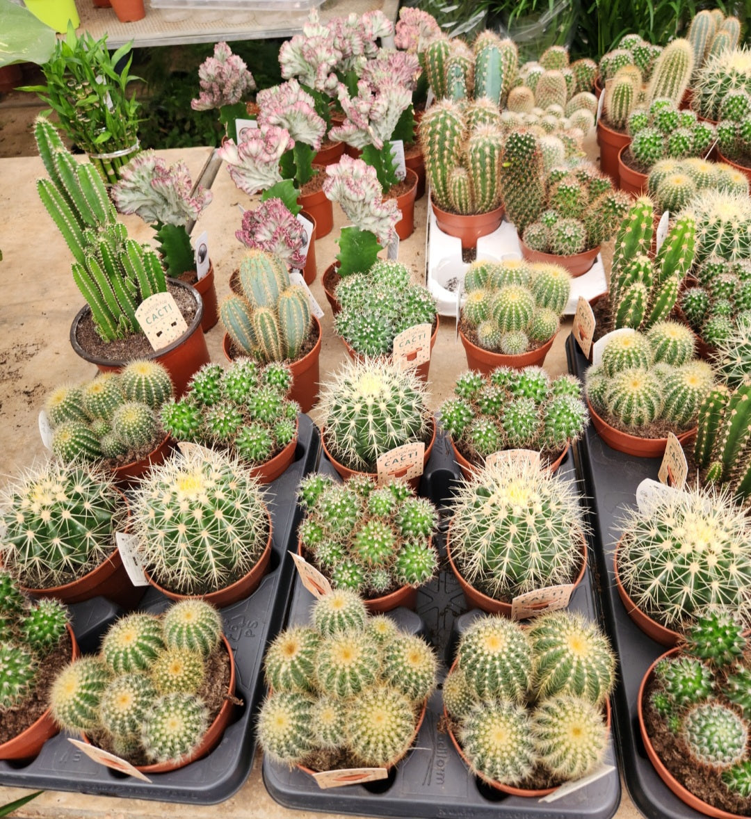 Cactus collection