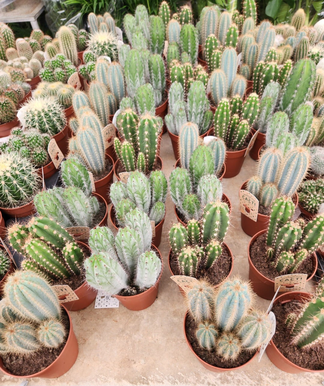 Cactus collection