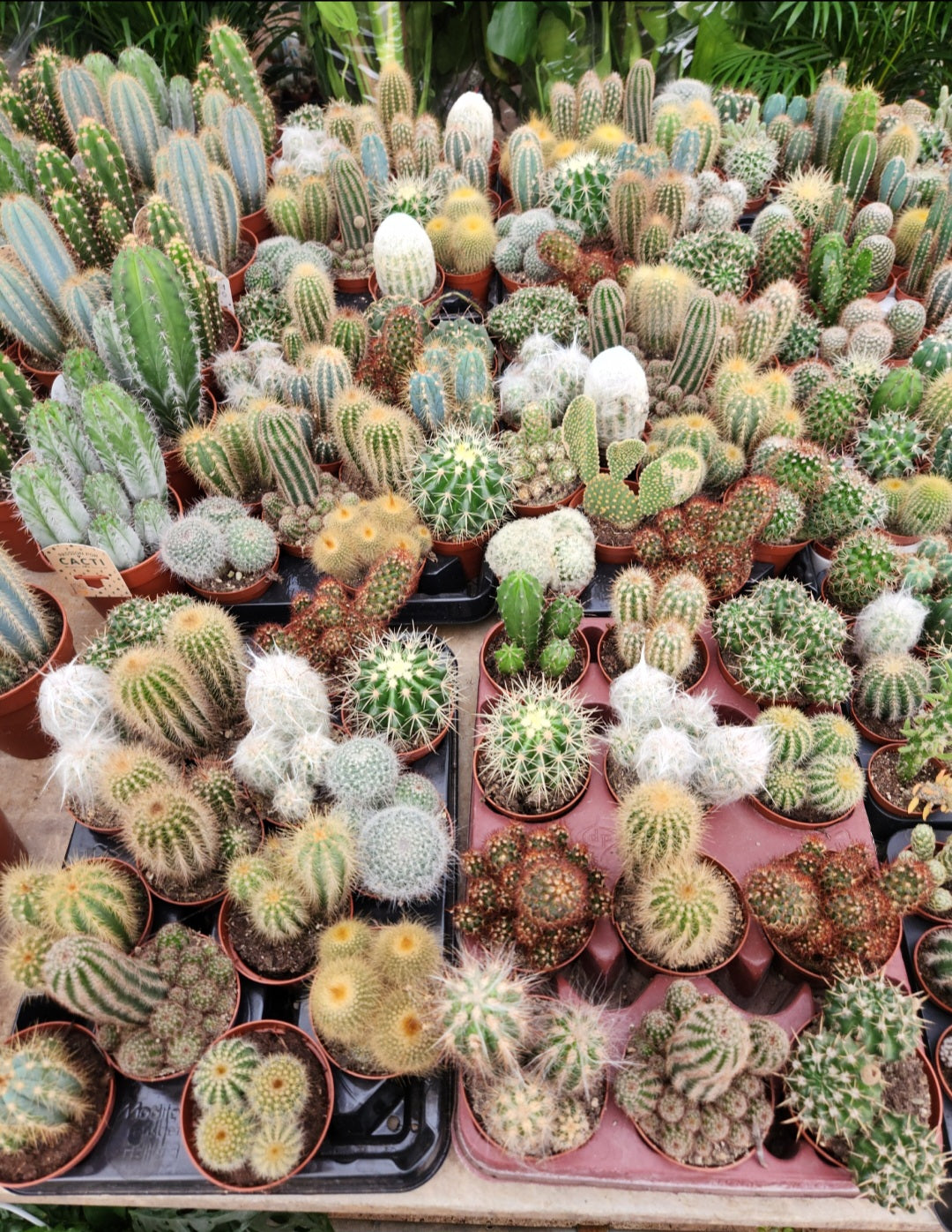 Cactus collection