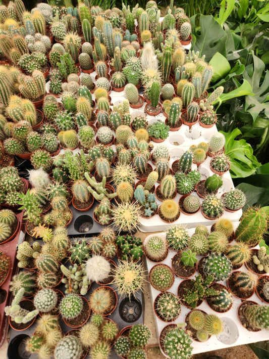 Cactus collection