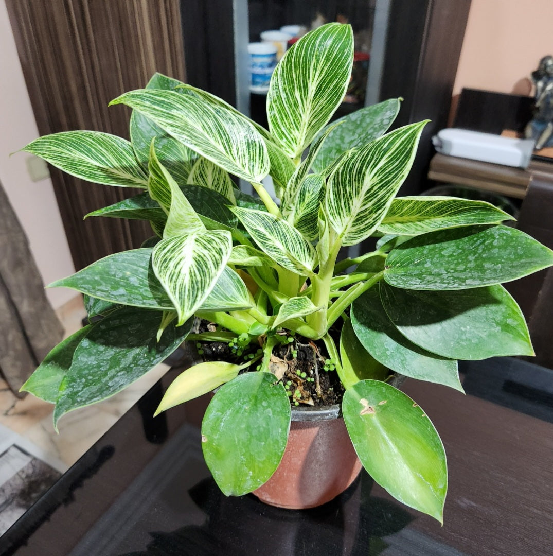 Philodendron birkin