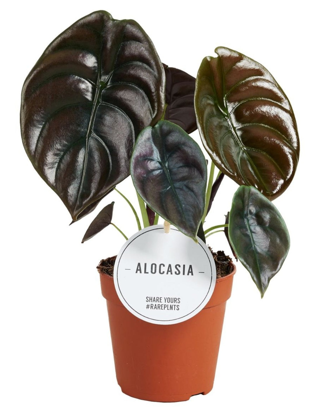 Alocasia cuprea